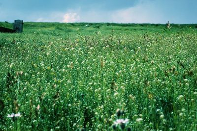 Scenic view of grassy field against sky