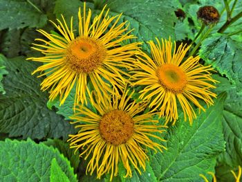 Close-up of yellow flowers