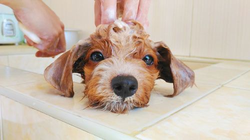 Cropped image of hand cleaning dog in bathtub