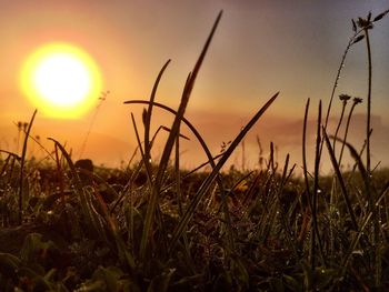 Close-up of grass growing on field against sky during sunset