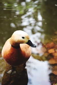 Close-up of duck swimming on lake