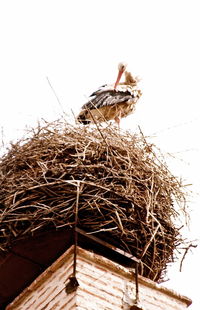 Low angle view of birds perching on wall