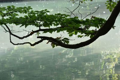 Close-up of tree by lake against sky