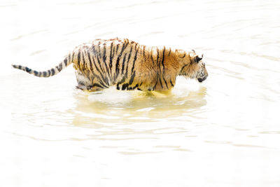 View of a drinking water from a lake