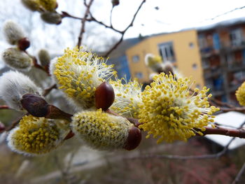 Close-up of yellow flowering plant