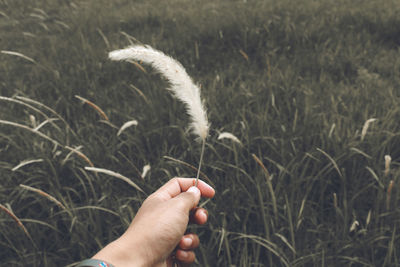 Cropped image of person holding plant