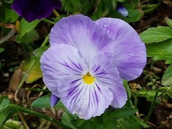 Close-up of purple flower blooming outdoors