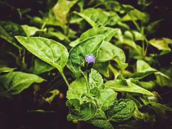 Close-up of wet purple flowering plant