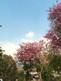 Low angle view of blooming tree against sky