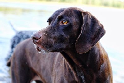 Close-up of black dog