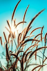 Close-up of wheat plants against clear sky