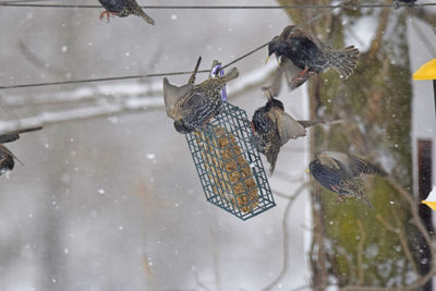 Starlings fighting at feeder