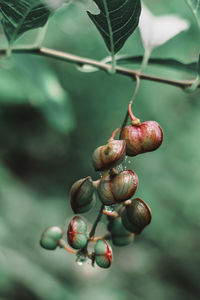 Many kinds of wildflowers in the doi mon chong area.