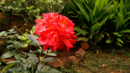 Close-up of red hibiscus blooming outdoors