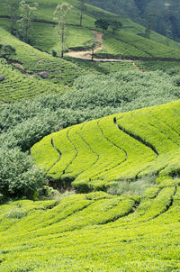 High angle view of green landscape