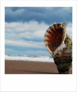 Close-up of seashell on beach against sky