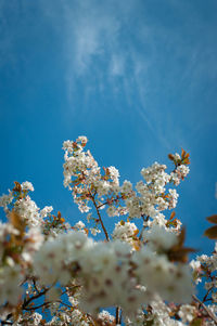 Low angle view of cherry blossom tree