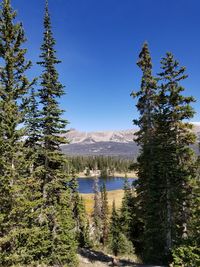 Pine trees on mountain against sky