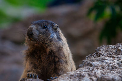 Close-up of an animal looking away