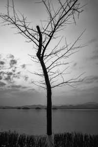 Bare tree on field against sky