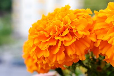 Close-up of orange marigold flower