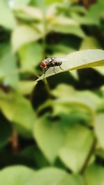 Close-up of insect on plant