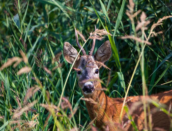 Portrait of deer