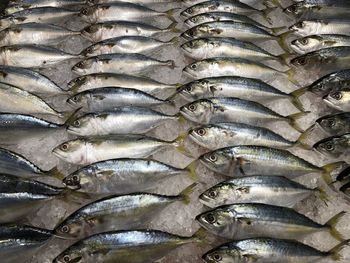 Full frame shot of fish for sale in market