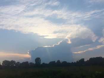Low angle view of trees on field against sky