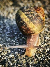 Close-up of snail on white surface