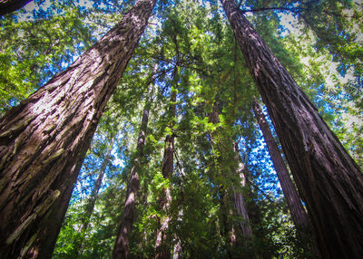 Low angle view of pine trees in forest