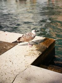 High angle view of seagull perching on a lake