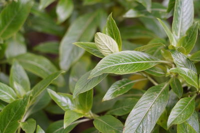 Close-up of fresh green leaves