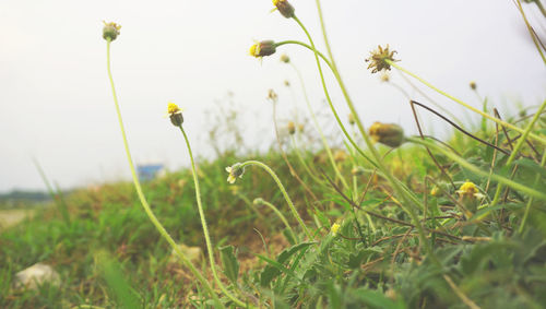 Close-up of flowering plants on field