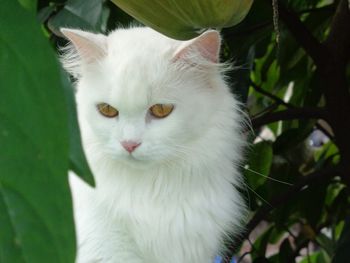Close-up portrait of white cat