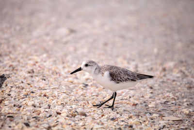 Western sandpiper shorebirds calidris mauri forage along the ocean shore for food at barefoot beach 