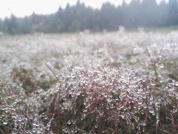 Close-up of fresh plants on field