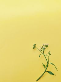 Close-up of plant against yellow background