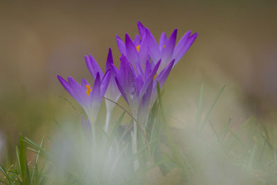 Close-up of purple crocus flower on field