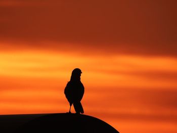 Silhouette of bird perching on orange sunset