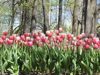 Pink tulips in park