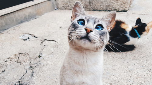 Close-up portrait of cat