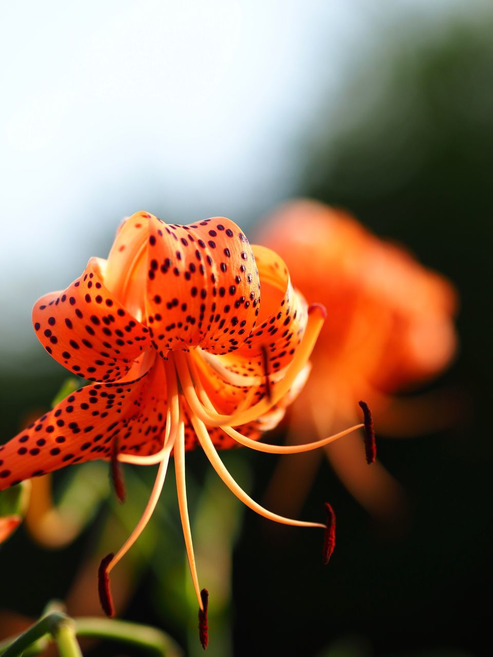 flower, flowering plant, vulnerability, fragility, close-up, plant, beauty in nature, petal, growth, flower head, freshness, focus on foreground, orange color, inflorescence, nature, no people, pollen, day, selective focus, orange
