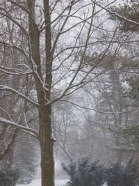 Bare trees in forest during winter