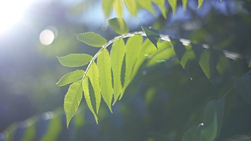 Close-up of green leaves