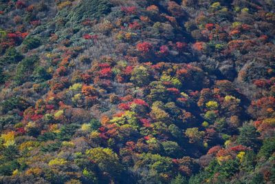 High angle view of trees in forest during autumn