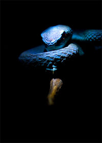 Close-up of turtle in water