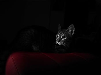 Portrait of cat sitting on red floor