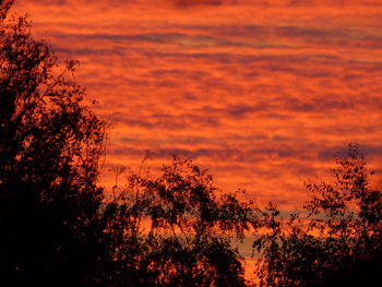 Silhouette trees against orange sky