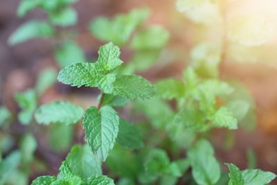 Close-up of fresh green leaves